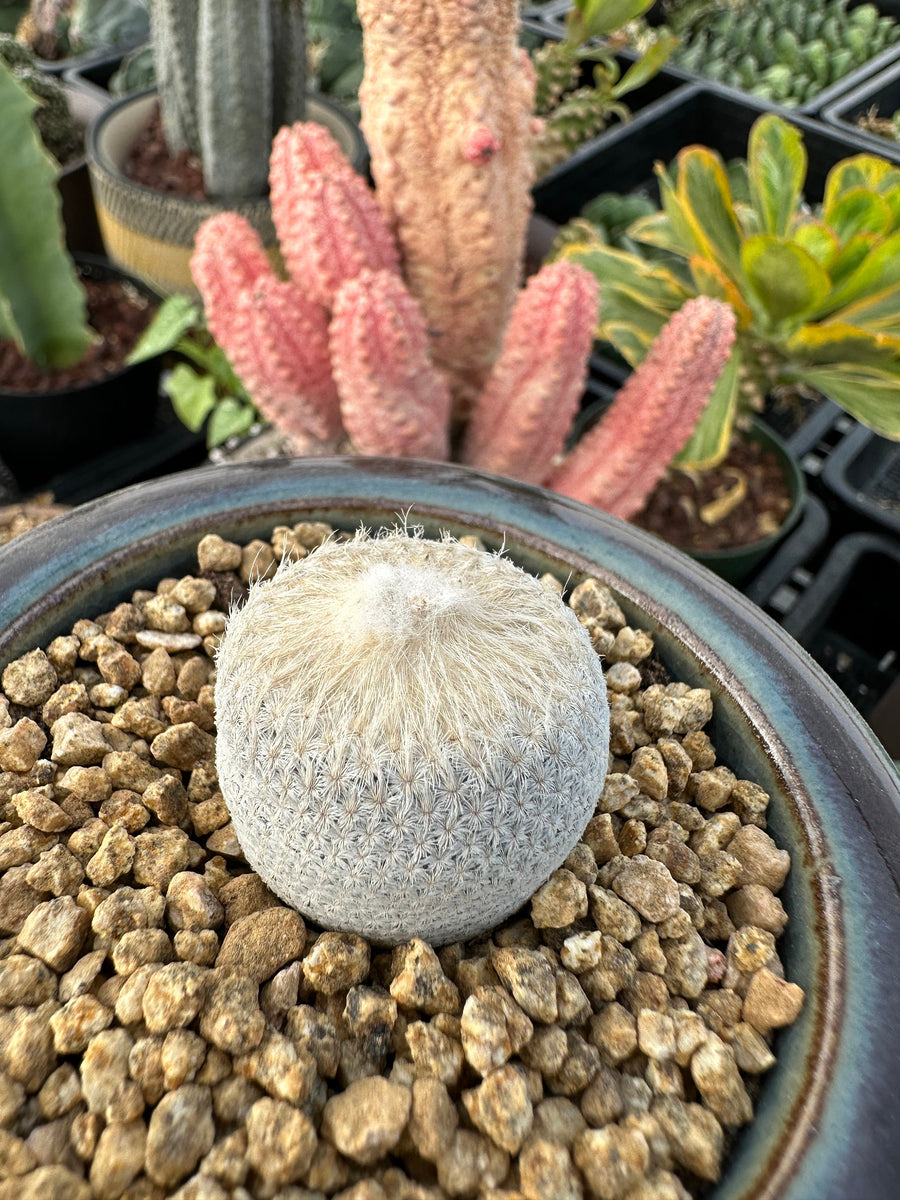 Rare Cactus - Epithelantha Bokei