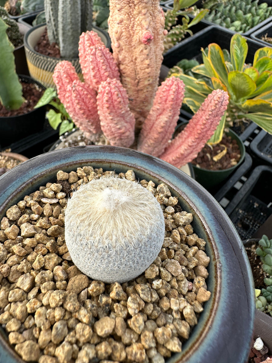 Rare Cactus - Epithelantha Bokei