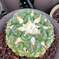 Rare Cactus - Coryphantha elephantidens white thorn