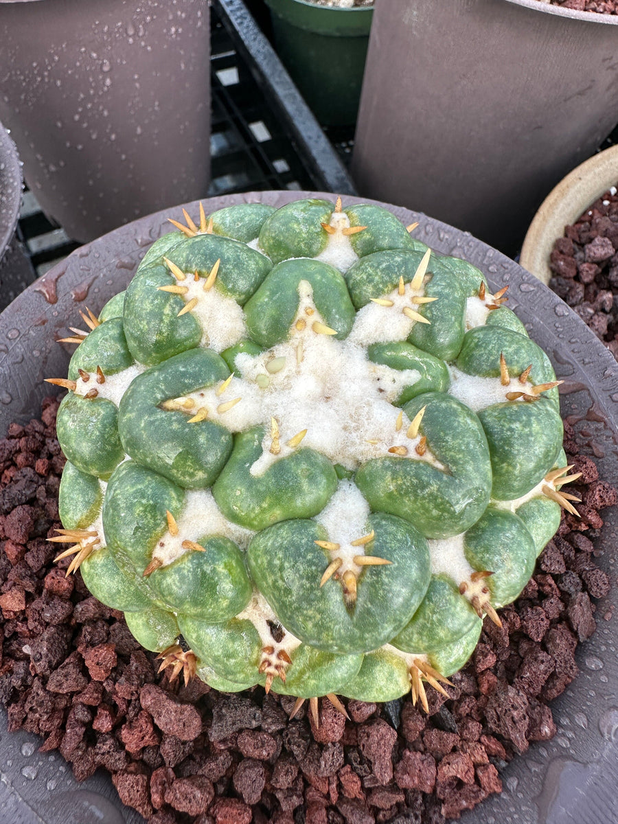 Rare Cactus - Coryphantha elephantidens white thorn