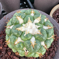Rare Cactus - Coryphantha elephantidens white thorn