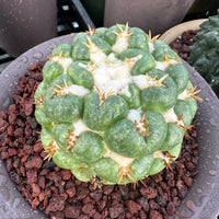 Rare Cactus - Coryphantha elephantidens white thorn