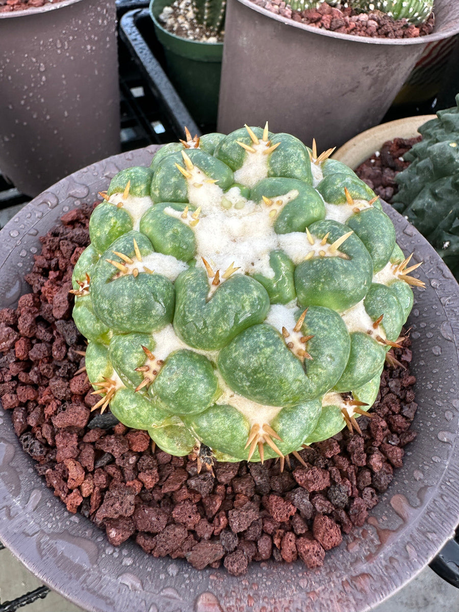 Rare Cactus - Coryphantha elephantidens white thorn