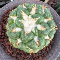 Rare Cactus - Coryphantha elephantidens white thorn