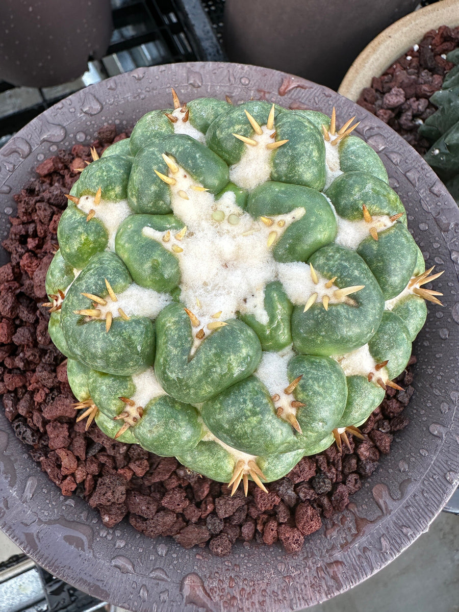 Rare Cactus - Coryphantha elephantidens white thorn