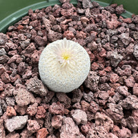 Rare Cactus - Epithelantha Bokei