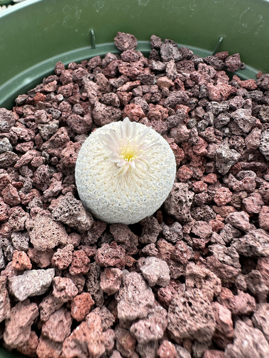 Rare Cactus - Epithelantha Bokei