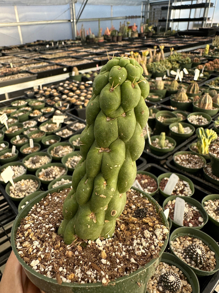 Rare Cactus - Eulychnia Castanea cv. varispiralis