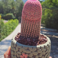 Rare Cactus - Echinocereus Rigidissimus 'Rainbow Cactus' (Single Stem 6”-8” tall)