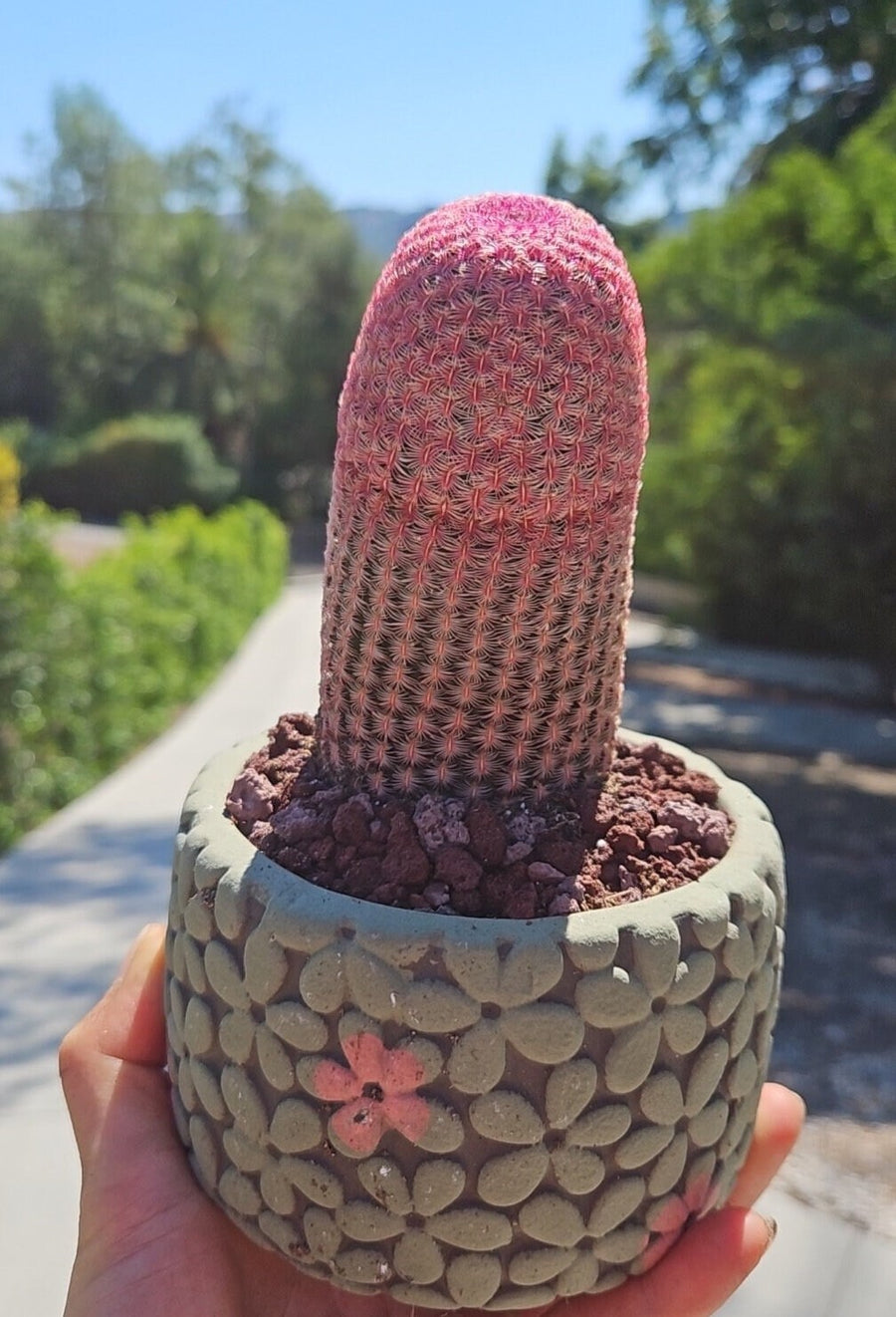 Rare Cactus - Echinocereus Rigidissimus 'Rainbow Cactus' (Single Stem)