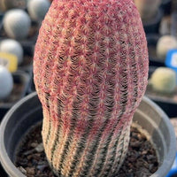 Rare Cactus - Echinocereus Rigidissimus 'Rainbow Cactus' (Single Stem)