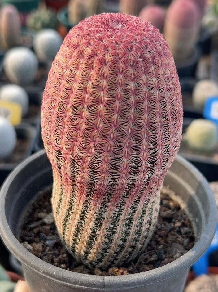 Rare Cactus - Echinocereus Rigidissimus 'Rainbow Cactus' (Single Stem 6”-8” tall)