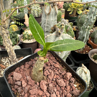 Rare Succulents - Adenium Obesum Desert Rose