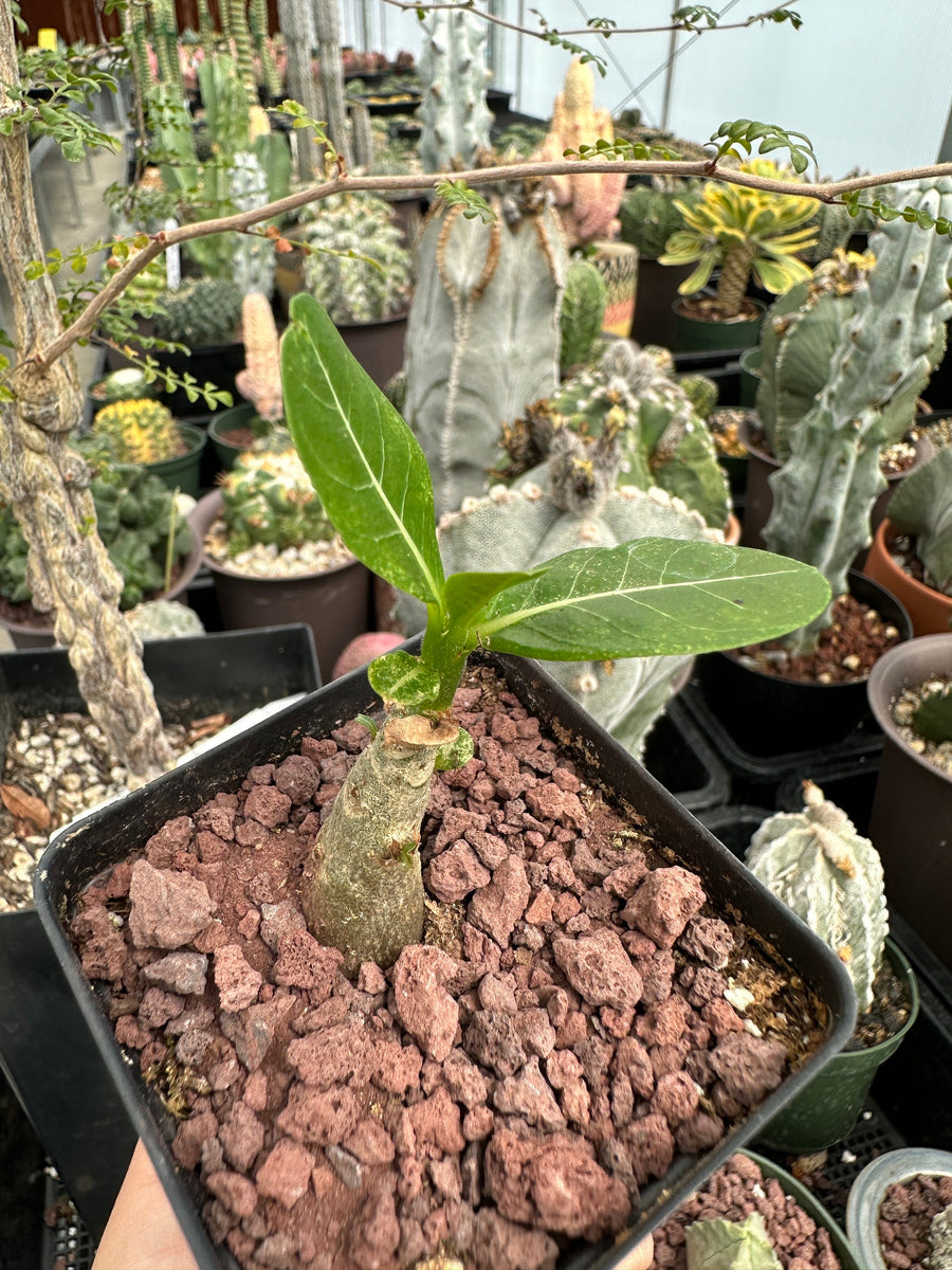 Rare Succulents - Adenium Obesum Desert Rose