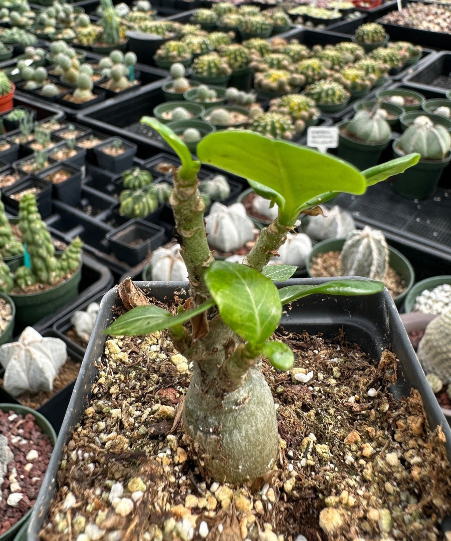 Rare Succulents - Adenium Obesum Desert Rose