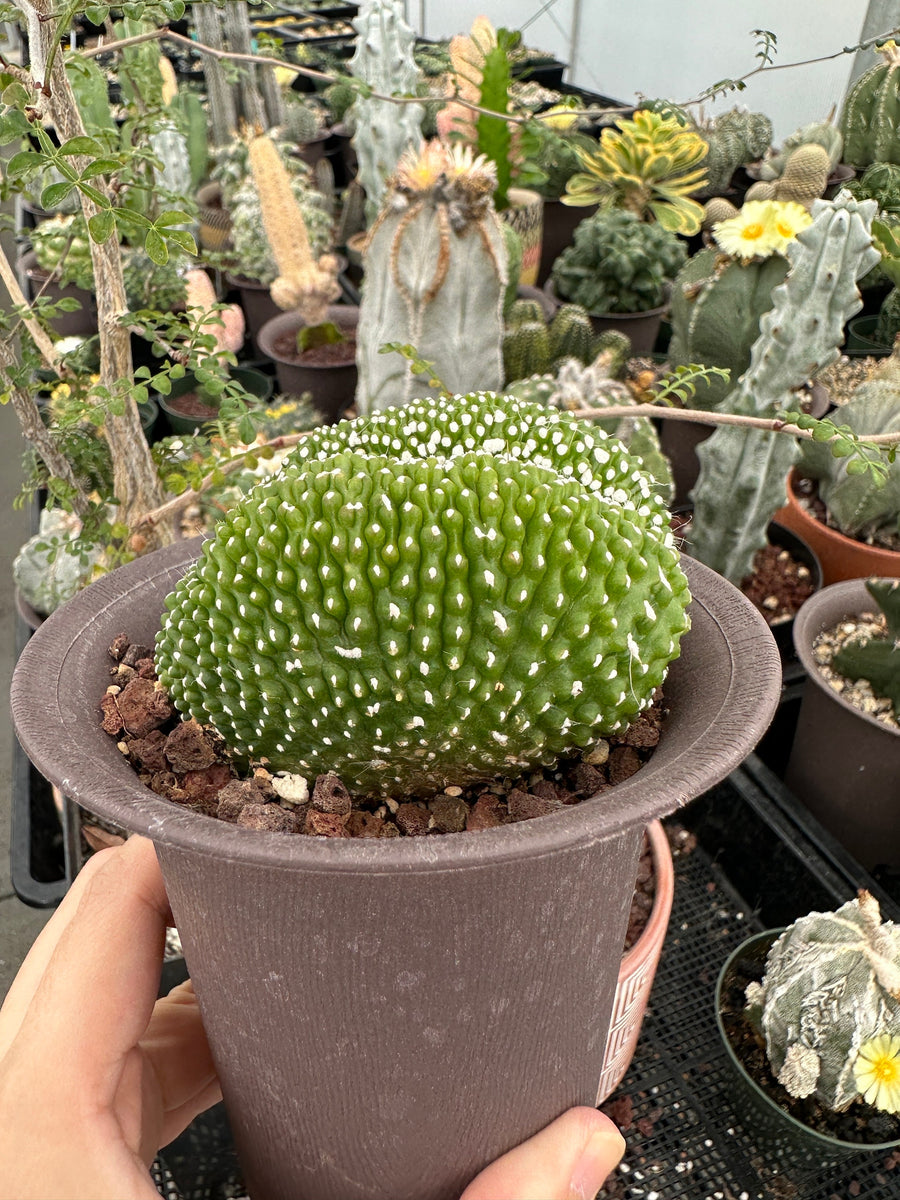 Rare Cactus - Blossfeldia Liliputana Crested