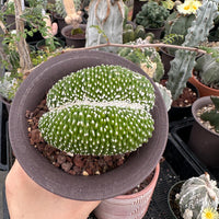 Rare Cactus - Blossfeldia Liliputana Crested