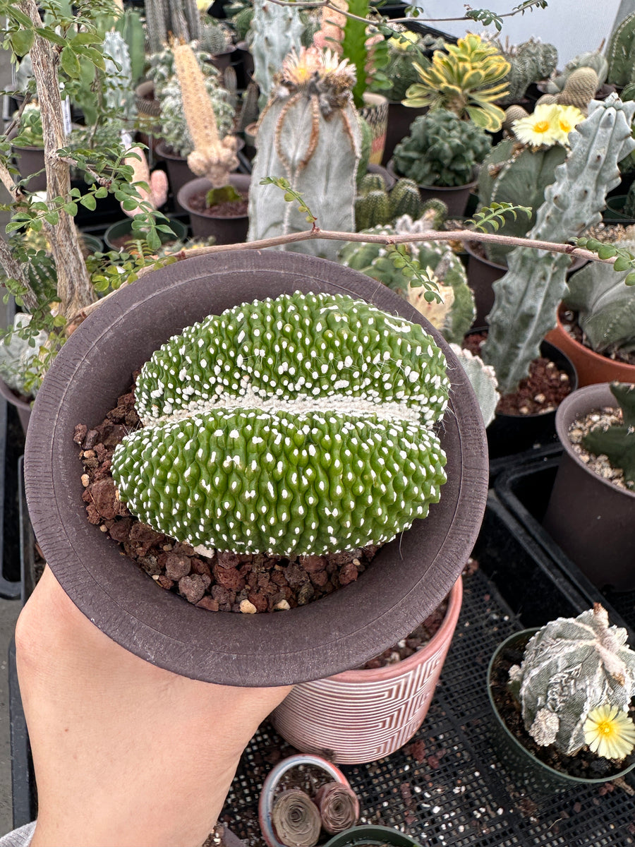 Rare Cactus - Blossfeldia Liliputana Crested