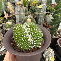 Rare Cactus - Blossfeldia Liliputana Crested