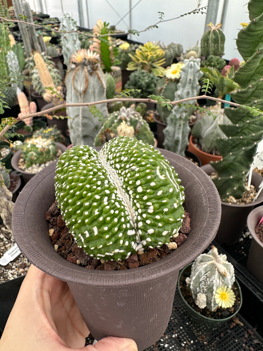 Rare Cactus - Blossfeldia Liliputana Crested