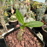 Rare Succulents - Adenium Obesum Desert Rose