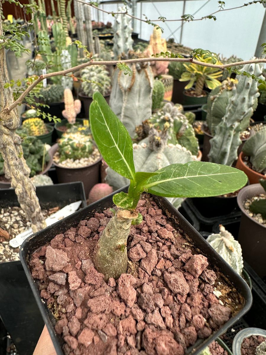 Rare Succulents - Adenium Obesum Desert Rose