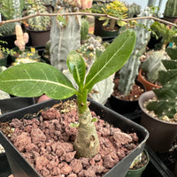 Rare Succulents - Adenium Obesum Desert Rose