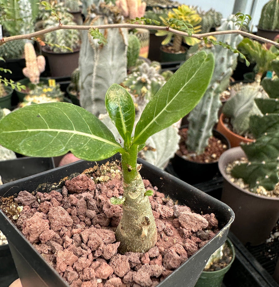 Rare Succulents - Adenium Obesum Desert Rose