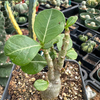 Rare Succulents - Adenium Obesum Desert Rose