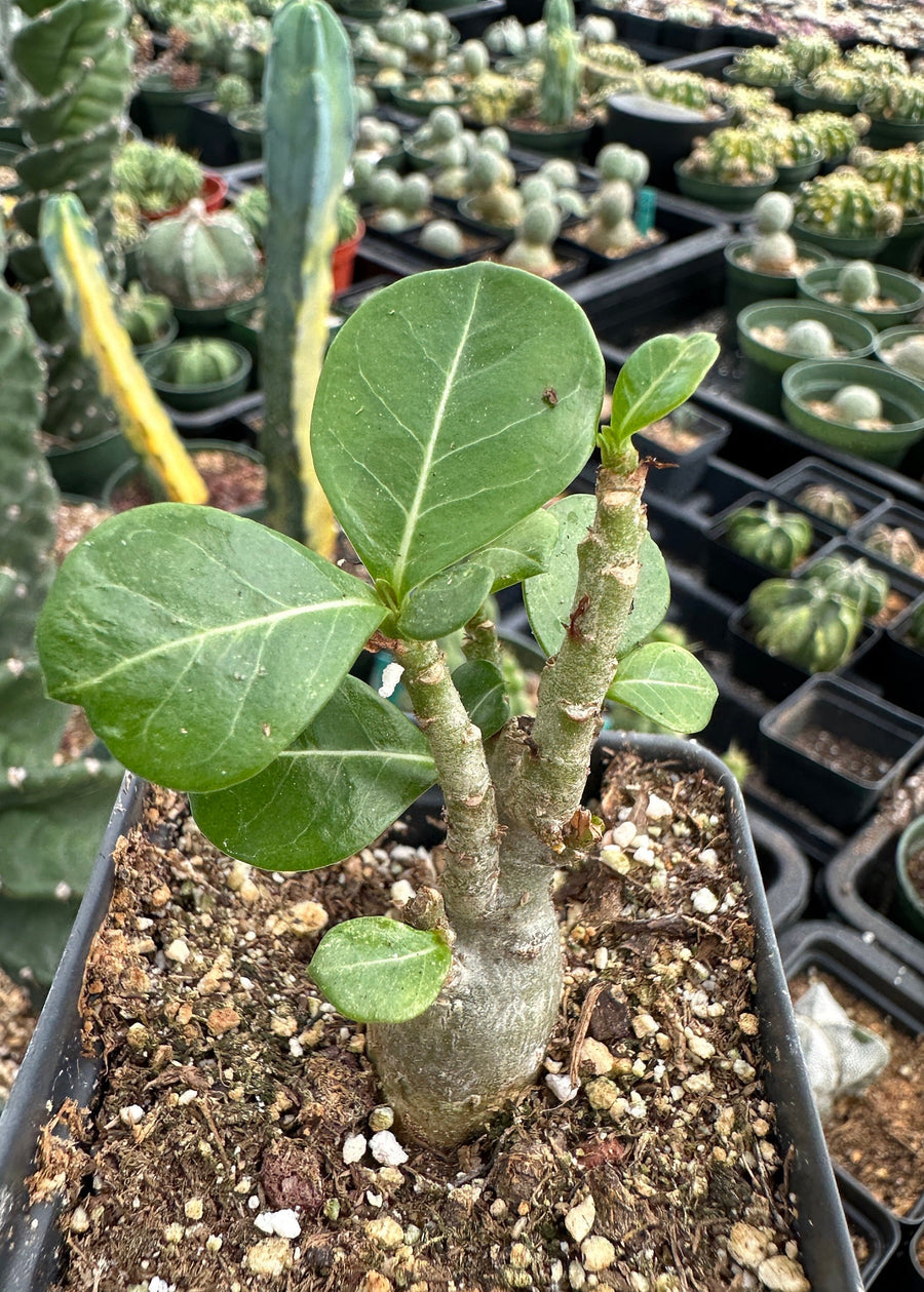 Rare Succulents - Adenium Obesum Desert Rose