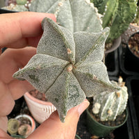 Astrophytum Myriostigma (1.5"-2”), Live Plant, Great starter Plant, Rare Cactus