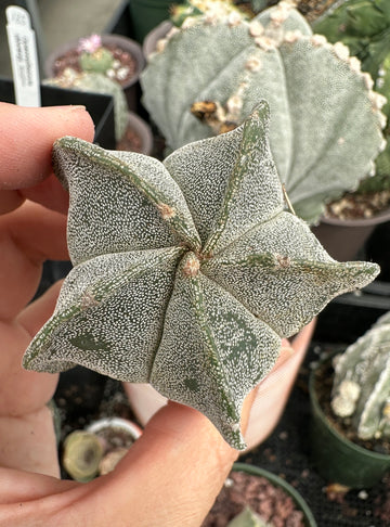Rare Cactus - Astrophytum Myriostigma (1.5