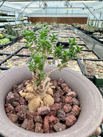 Trichodiadema Bulbosum, Rare Caudex, Live Succulent Plant