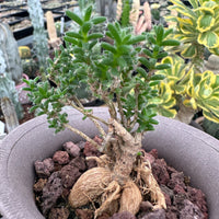 Trichodiadema Bulbosum, Rare Caudex, Live Succulent Plant