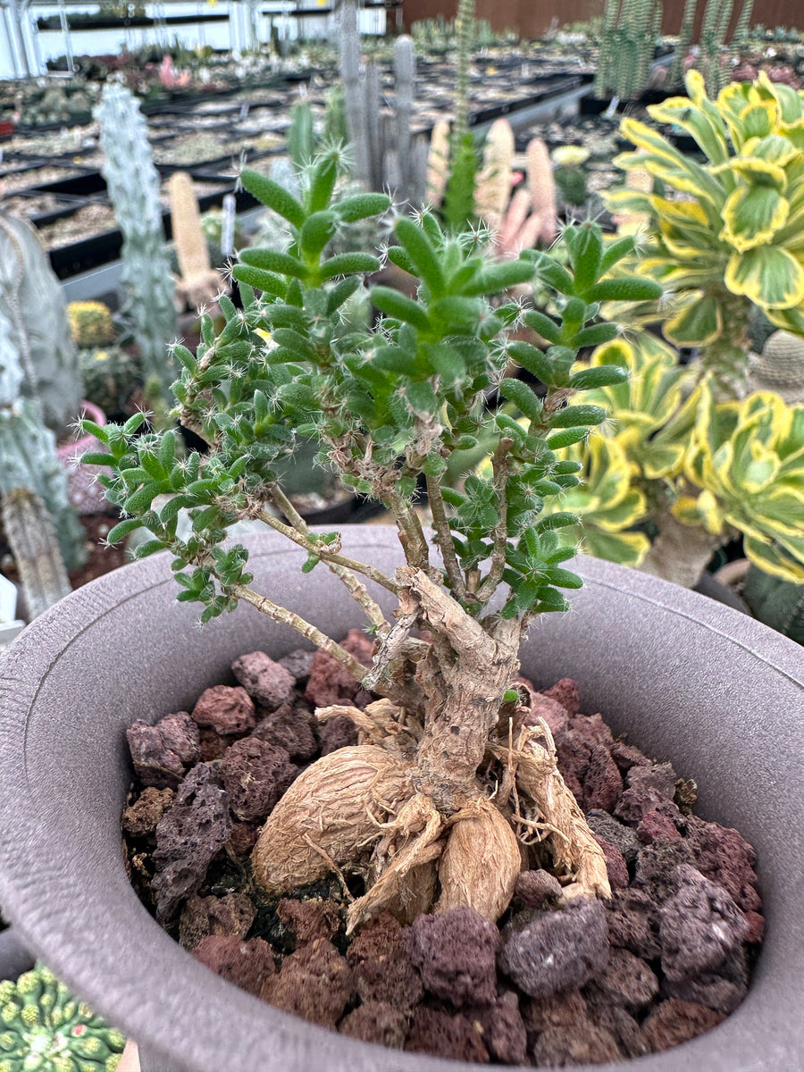 Trichodiadema Bulbosum, Rare Caudex, Live Succulent Plant