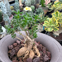 Trichodiadema Bulbosum, Rare Caudex, Live Succulent Plant