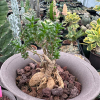 Trichodiadema Bulbosum, Rare Caudex, Live Succulent Plant