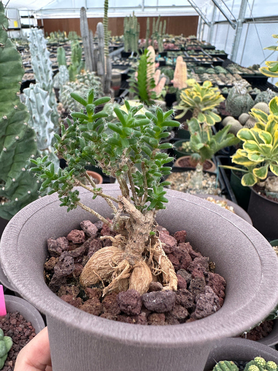 Trichodiadema Bulbosum, Rare Caudex, Live Succulent Plant