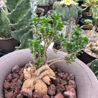 Trichodiadema Bulbosum, Rare Caudex, Live Succulent Plant