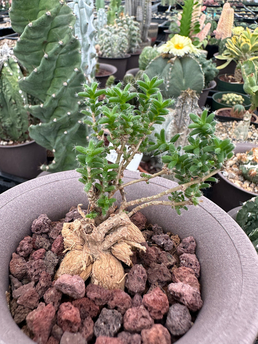 Trichodiadema Bulbosum, Rare Caudex, Live Succulent Plant