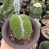 Rare Cactus - Blossfeldia Liliputana Crested