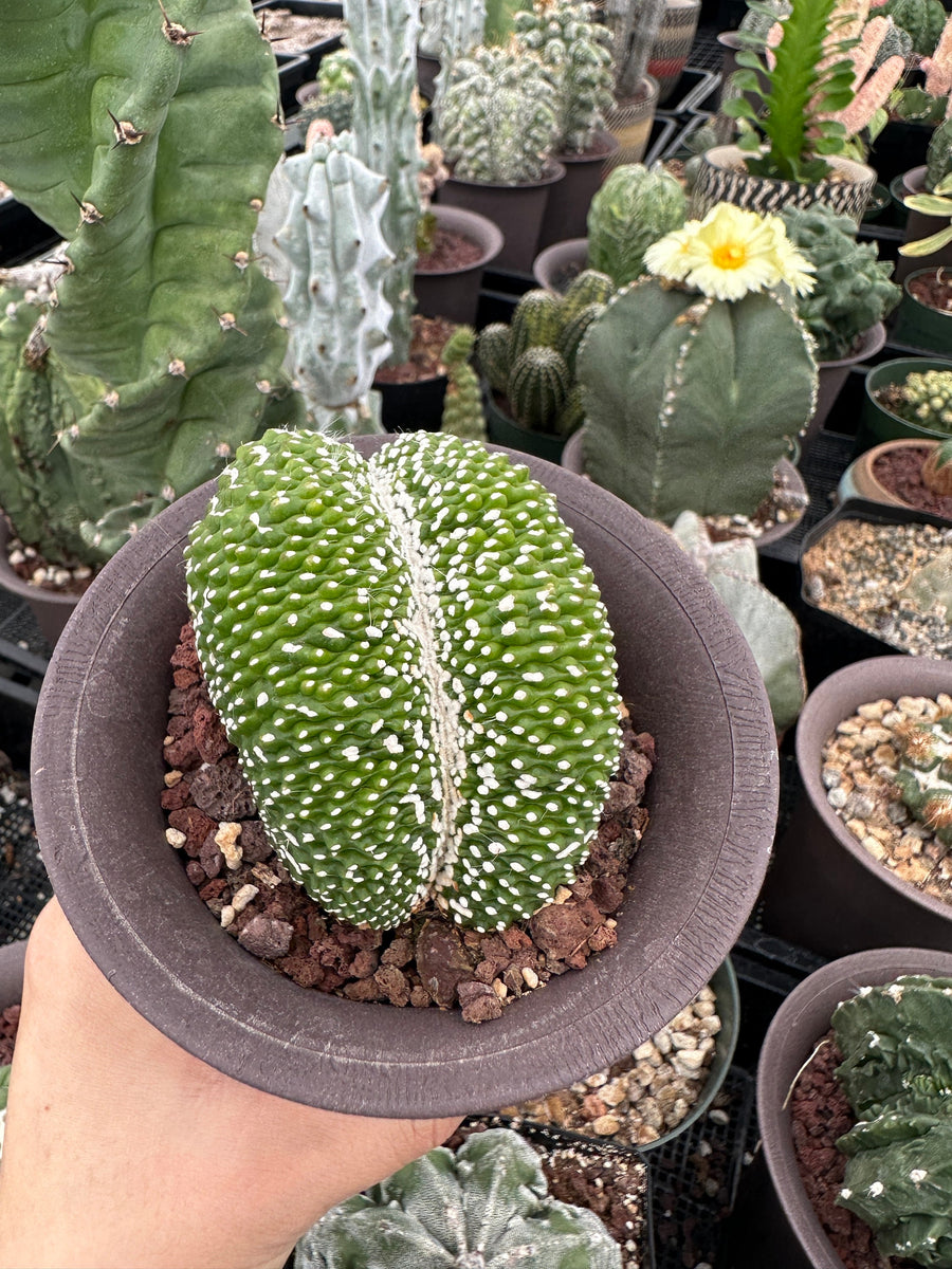 Rare Cactus - Blossfeldia Liliputana Crested