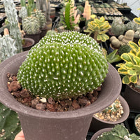 Rare Cactus - Blossfeldia Liliputana Crested