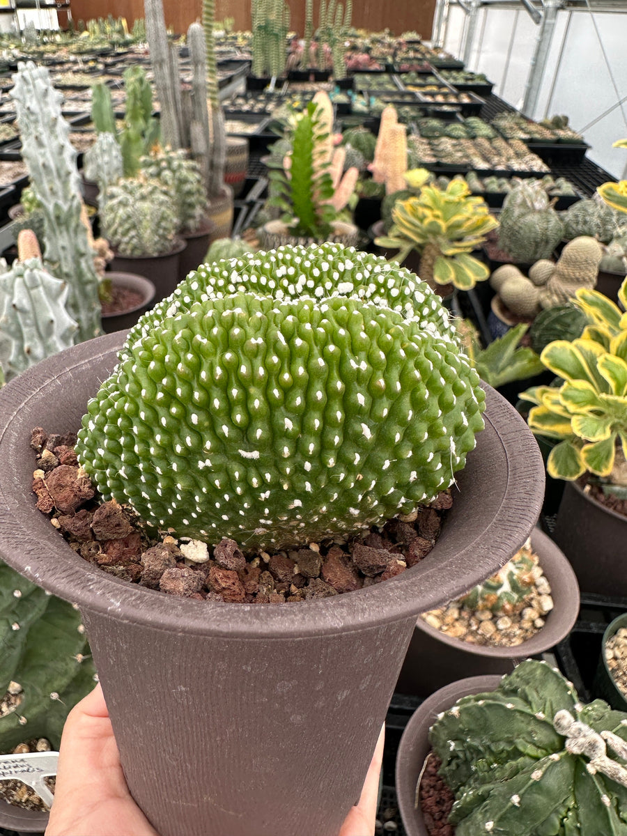 Rare Cactus - Blossfeldia Liliputana Crested