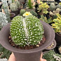 Rare Cactus - Blossfeldia Liliputana Crested