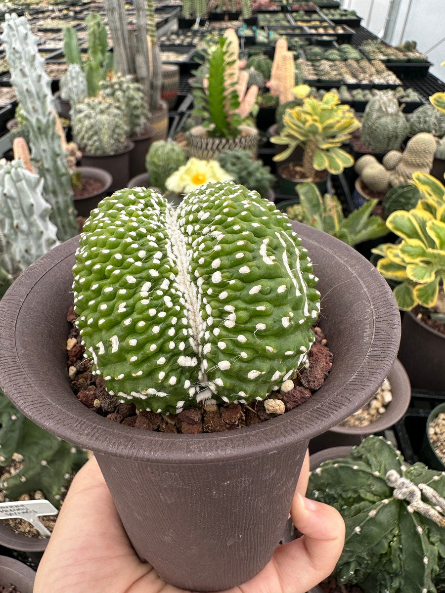 Rare Cactus - Blossfeldia Liliputana Crested