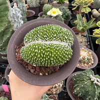 Rare Cactus - Blossfeldia Liliputana Crested