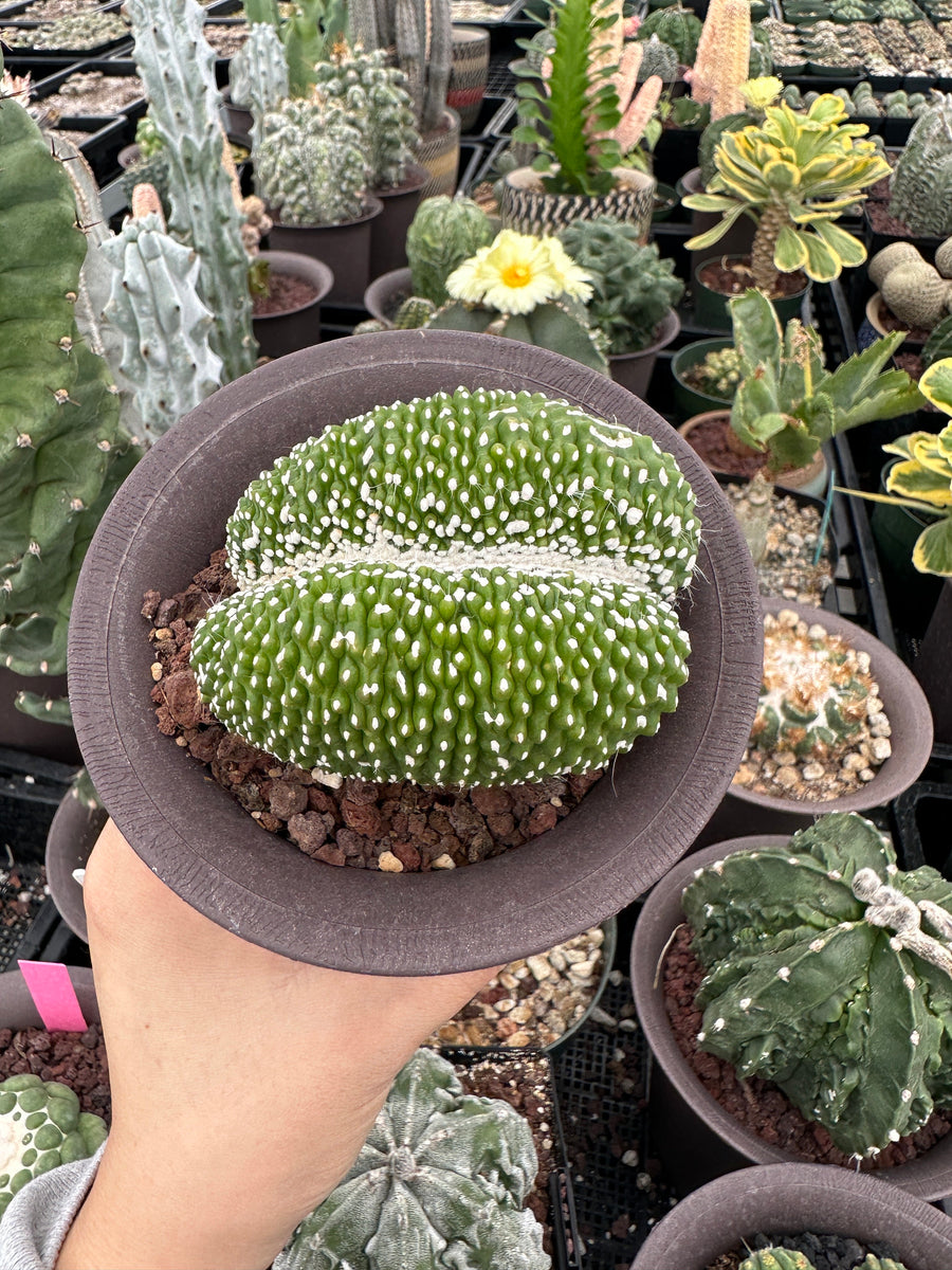 Rare Cactus - Blossfeldia Liliputana Crested