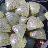 Rare Succulents - Haworthia Emelyae var. Comptoniana Oyayubihime 'Qinzhiji' (3.5")