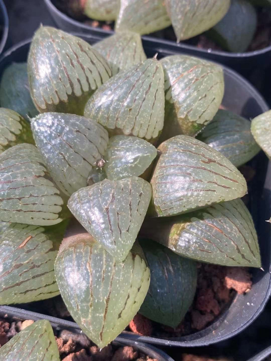 Rare Succulents - Haworthia Emelyae var. Comptoniana Oyayubihime 'Qinzhiji' (3.5